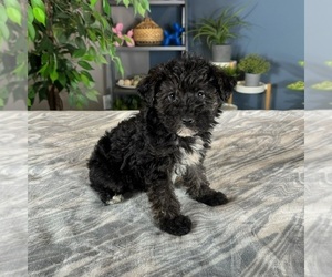 Aussiedoodle Miniature Puppy for sale in GREENWOOD, IN, USA