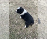 Small #2 Australian Shepherd