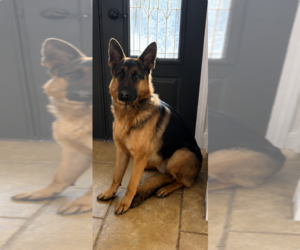 Mother of the German Shepherd Dog puppies born on 07/03/2026