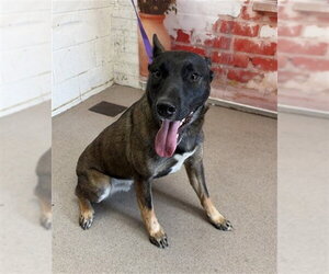 Mutt Dogs for adoption in San Bernardino, CA, USA