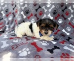 Small #7 Yorkshire Terrier