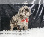 Puppy Smores F1B Schnoodle (Miniature)