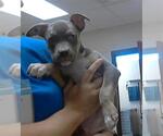 Small American Pit Bull Terrier