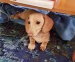 Small Photo #1 Dachshund Puppy For Sale in WALLACE, CA, USA