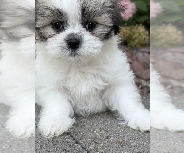 Medium Photo #2 Mal-Shi Puppy For Sale in ROGERS, MN, USA