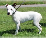 Small #1 Mutt