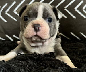 Boston Terrier Litter for sale in WATSONTOWN, PA, USA