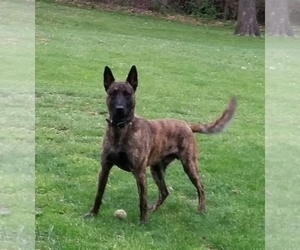 Father of the Dutch Shepherd Dog puppies born on 08/20/2019