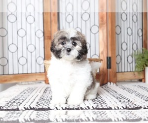 Zuchon Puppy for sale in NAPLES, FL, USA