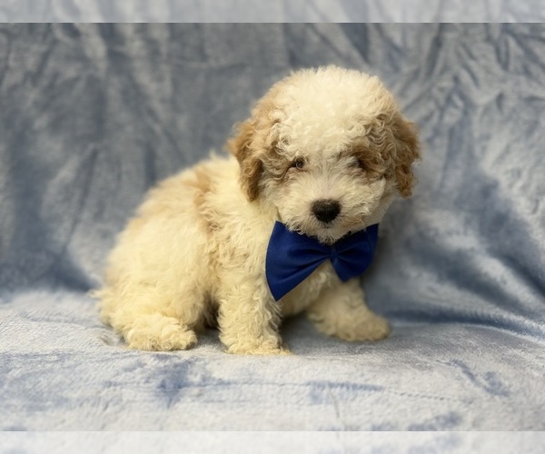 Medium Photo #8 Bichpoo Puppy For Sale in LAKELAND, FL, USA
