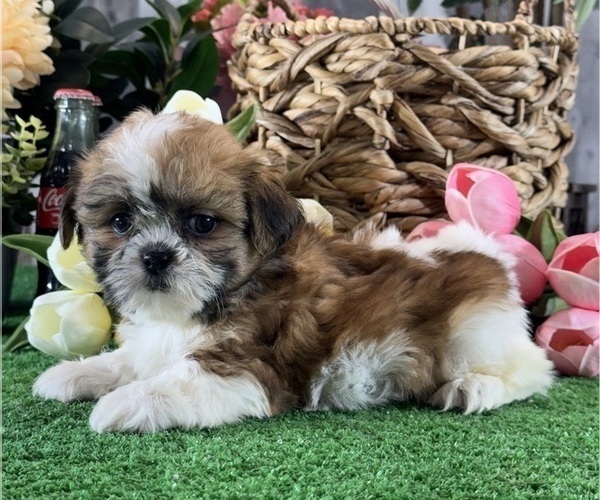 Medium Photo #4 Shih Tzu Puppy For Sale in CANOGA, NY, USA