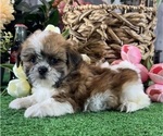 Small #3 Shih Tzu
