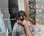 Puppy Puppy 2 Dachshund