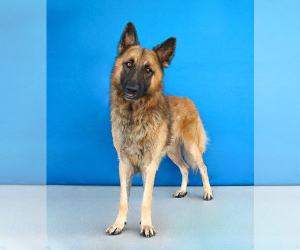 Medium Photo #2 German Shepherd Dog Puppy For Sale in Pasadena, CA, USA