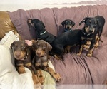 Small #4 Doberman Pinscher