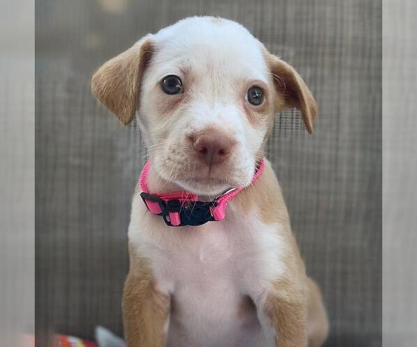 Medium Photo #1 Golden Retriever-Pembroke Welsh Corgi Mix Puppy For Sale in San Diego, CA, USA