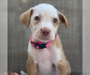 Golden Retriever-Pembroke Welsh Corgi Mix Dogs for adoption in San Diego, CA, USA