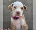 Small Golden Retriever-Pembroke Welsh Corgi Mix