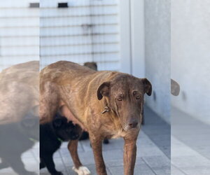 Rosie - Female Labrenees Dog for Adoption - Photo #11