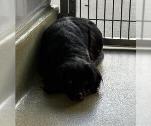 Cocker Spaniel-Unknown Mix Dogs for adoption in San Martin, CA, USA