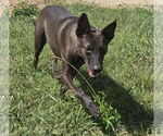 Small #2 Mutt