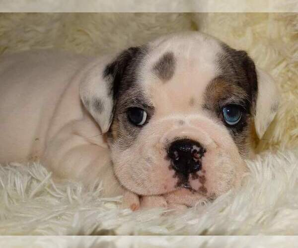 Medium Photo #5 English Bulldog Puppy For Sale in VERONA, MO, USA