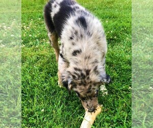 Australian Shepherd Puppy for sale in STRATFORD, WI, USA