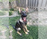 Small #32 German Shepherd Dog