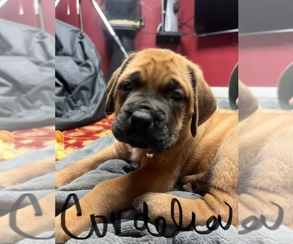 Medium Photo #2 Mastiff Puppy For Sale in LORAIN, OH, USA