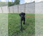 Small Photo #2 Great Dane Puppy For Sale in WARSAW, IN, USA