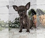 Small #18 Chihuahua