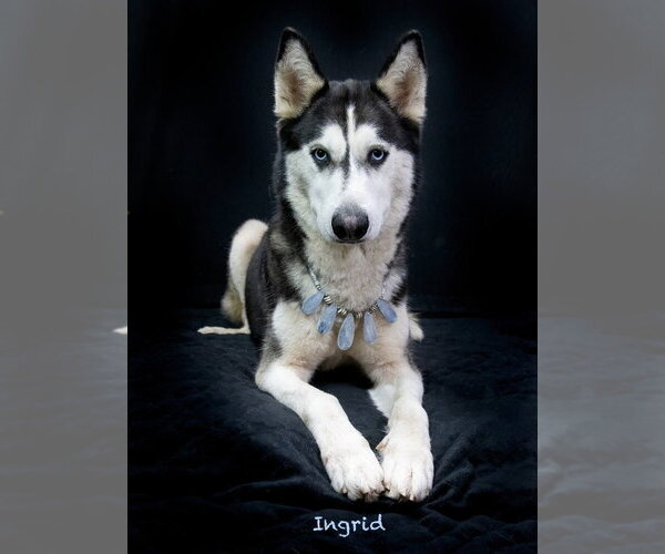 Medium Photo #1 Siberian Husky Puppy For Sale in Hot Springs Village, AR, USA