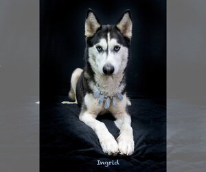 Siberian Husky Dogs for adoption in Hot Springs Village, AR, USA