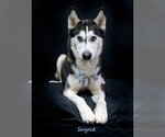 Small Siberian Husky