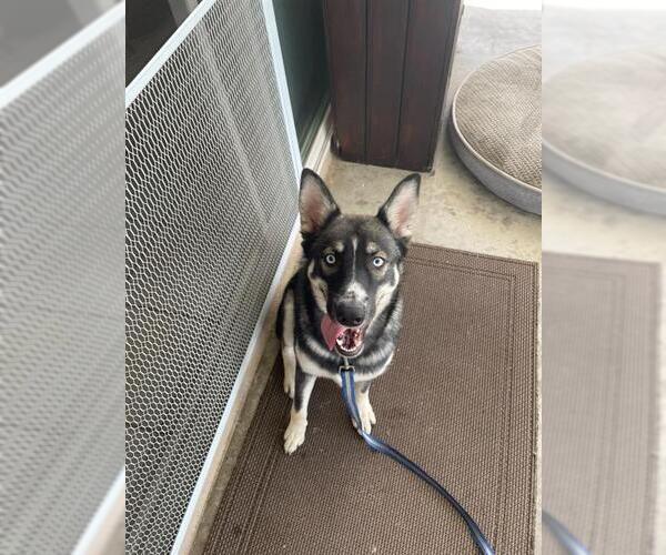 Medium Photo #1 German Shepherd Dog-Unknown Mix Puppy For Sale in Orange, CA, USA