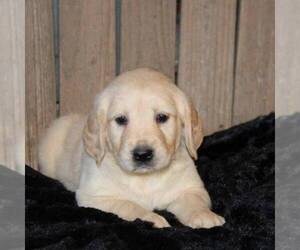 Golden Retriever Puppy for sale in STANLEY, WI, USA