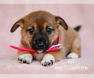 Jack Russell Terrier-Shiba Inu Mix Puppy for sale in LIBERTY, KY, USA