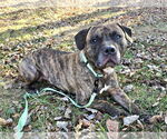 Small #2 American Pit Bull Terrier Mix