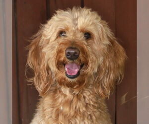 Poodle (Standard) Dogs for adoption in Oakland Park, FL, USA