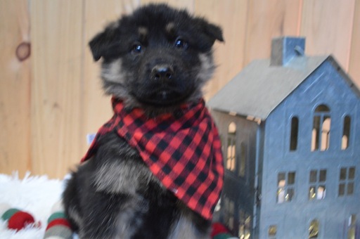Medium Photo #3 German Shepherd Dog Puppy For Sale in HONEY BROOK, PA, USA