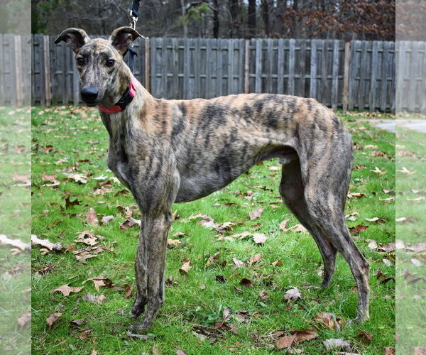 Medium Photo #4 Greyhound Puppy For Sale in Cherry Hill, NJ, USA