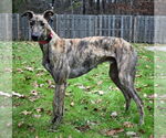 Small #3 Greyhound