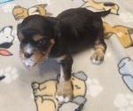 Small Photo #17 Aussalier Puppy For Sale in ATHOL, ID, USA
