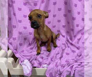 Chug Dogs for adoption in Modesto, CA, USA
