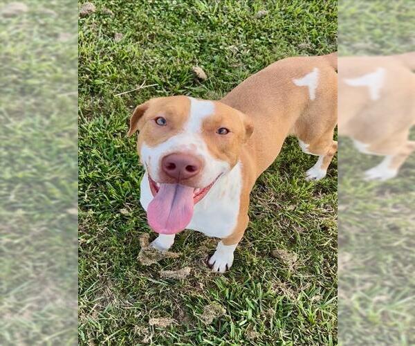 Medium Photo #1 American Pit Bull Terrier-Unknown Mix Puppy For Sale in Conroe, TX, USA