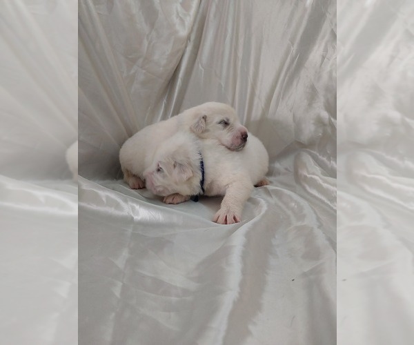 Medium Photo #2 Great Pyrenees Puppy For Sale in BEE SPRING, KY, USA