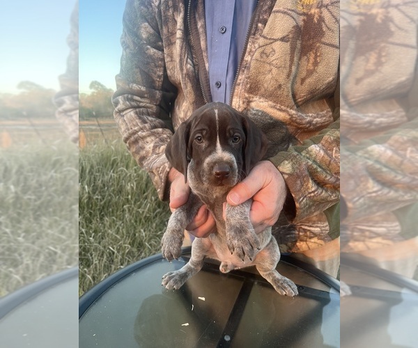 Medium Photo #9 German Shorthaired Pointer Puppy For Sale in LUCEDALE, MS, USA