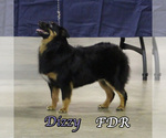 Small Photo #1 Miniature Australian Shepherd Puppy For Sale in FORESTBURG, TX, USA