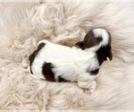 Puppy 3 Shih Tzu