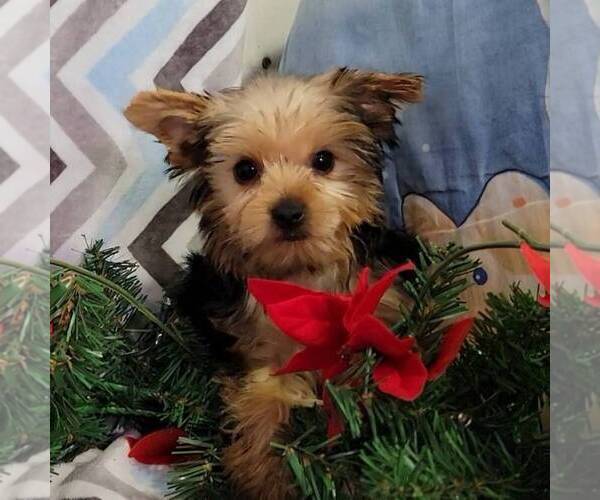 Medium Photo #1 Yorkshire Terrier Puppy For Sale in ARTHUR, IL, USA